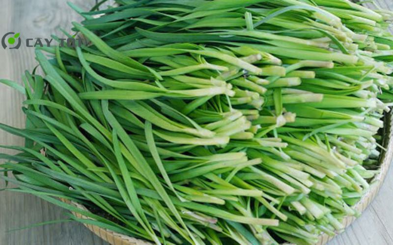 Hạt Giống Hẹ Lá To