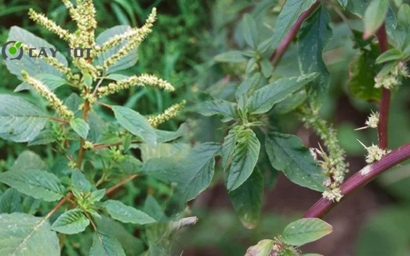 Hạt Giống Rau Dền Gai Cao Sản