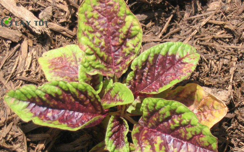 Hạt Giống Rau Dền Đỏ Cao Sản