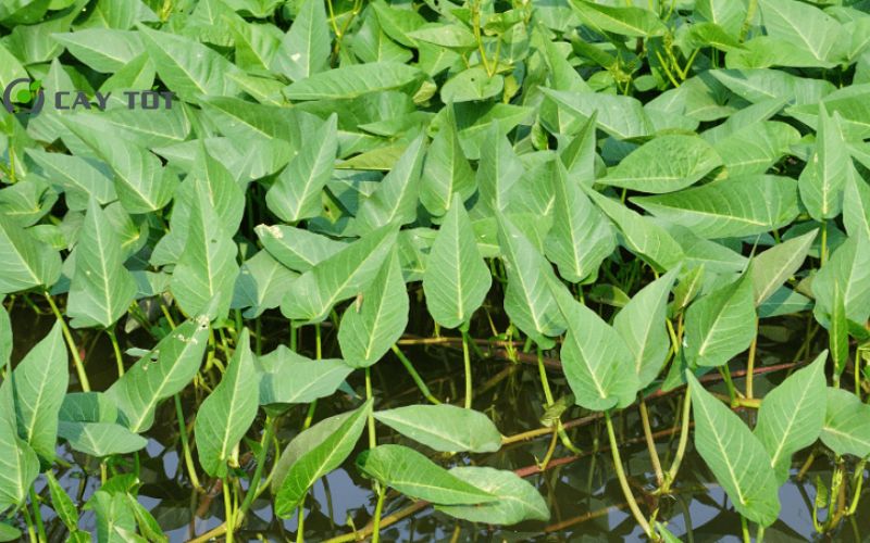 Hạt Giống Rau Muống Chịu Hạn