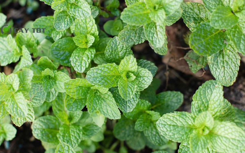 Hạt Giống Rau Húng Bạc Hà