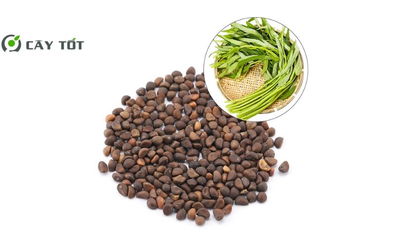 Hạt Giống Rau Muống Chịu Nhiệt