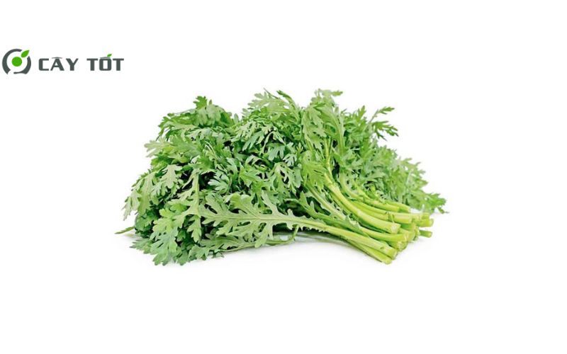 Hạt Giống Cải Cúc Đà Lạt