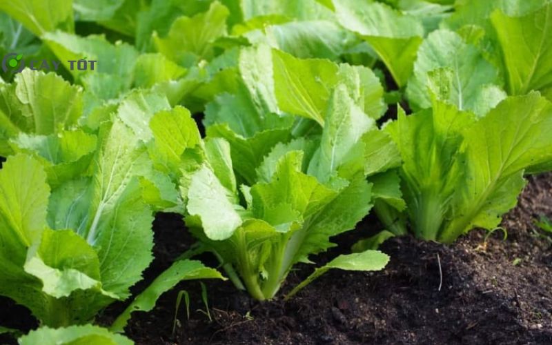 Hạt Giống Cải Xanh Lai