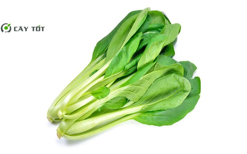 Hạt Giống Cải Ngọt Lai