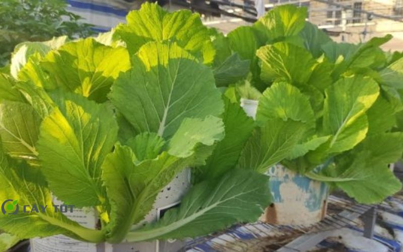 Hạt Giống Cải Bẹ Dưa