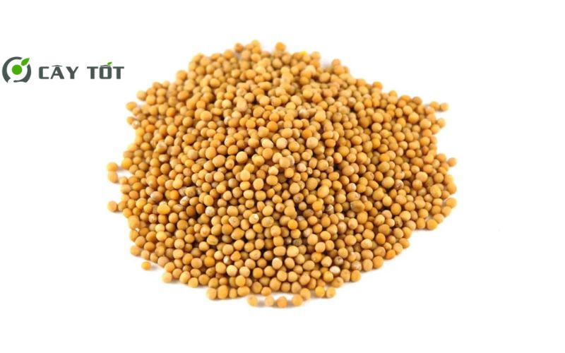 Hạt Giống Cải Bẹ Xanh Mùa Đông