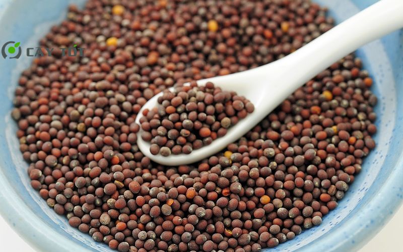 Hạt Giống Cải Bẹ Xanh Xuân Hè