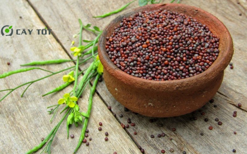 Hạt Giống Cải Xanh Mùa Mưa