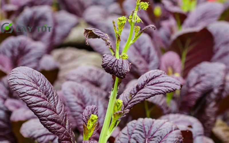 Hạt Giống Cải Bẹ Xanh Tím