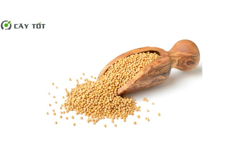 Hạt Giống Cải Bẹ Xanh Mỹ