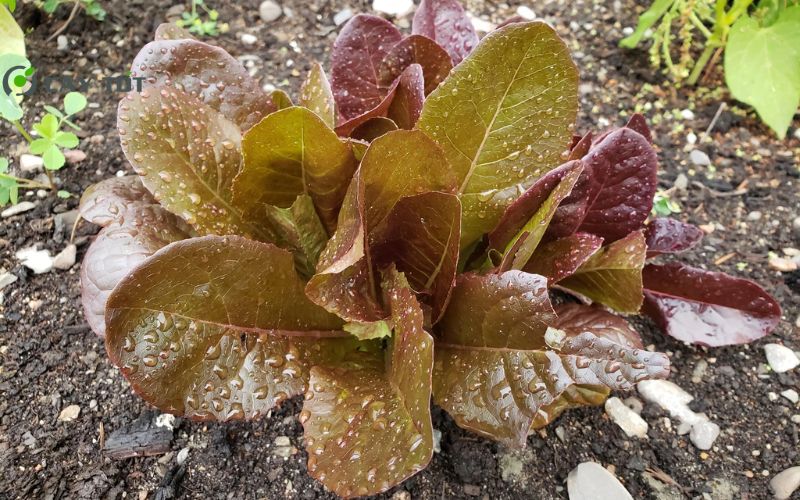 Hạt Giống Xà Lách Roma Đỏ