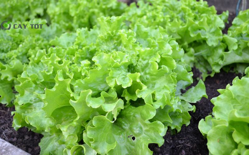 Hạt Giống Xà Lách Mỡ Đà Lạt