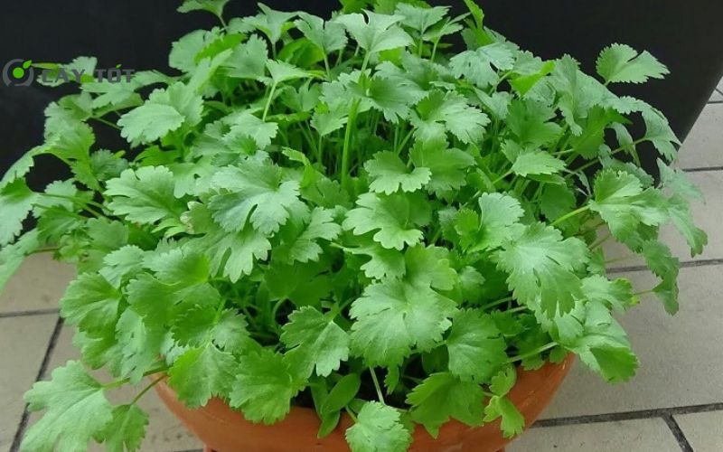 Hạt Giống Rau Mùi Nhật