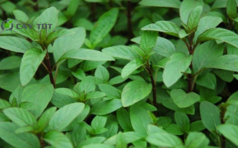 Hạt Giống Rau Húng Cây Tím