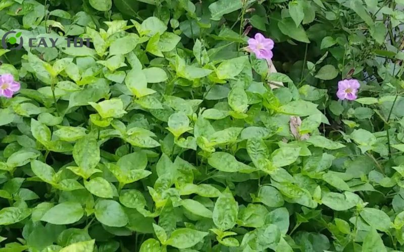 Hạt Giống Rau Ngót Tím