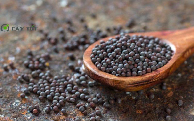 Hạt Giống Cải Bẹ Trắng Nhật