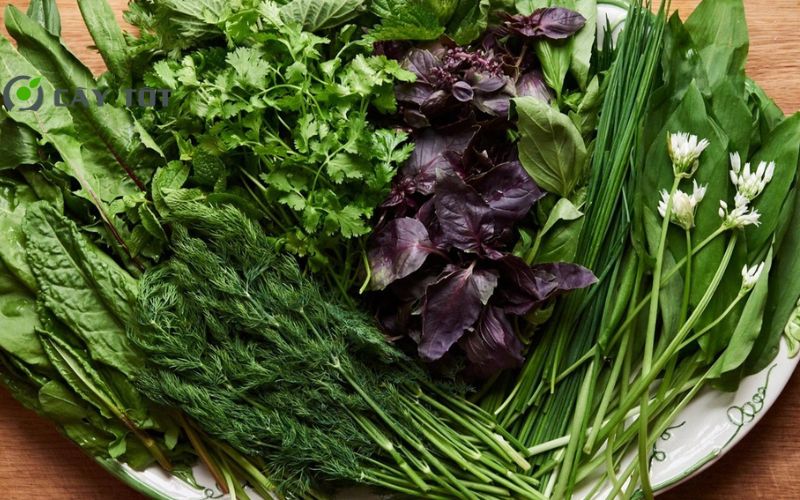 Hạt Giống Rau Thơm Tổng Hợp F1