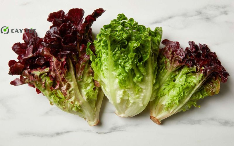 Hạt Giống Xà Lách Tím Xoăn