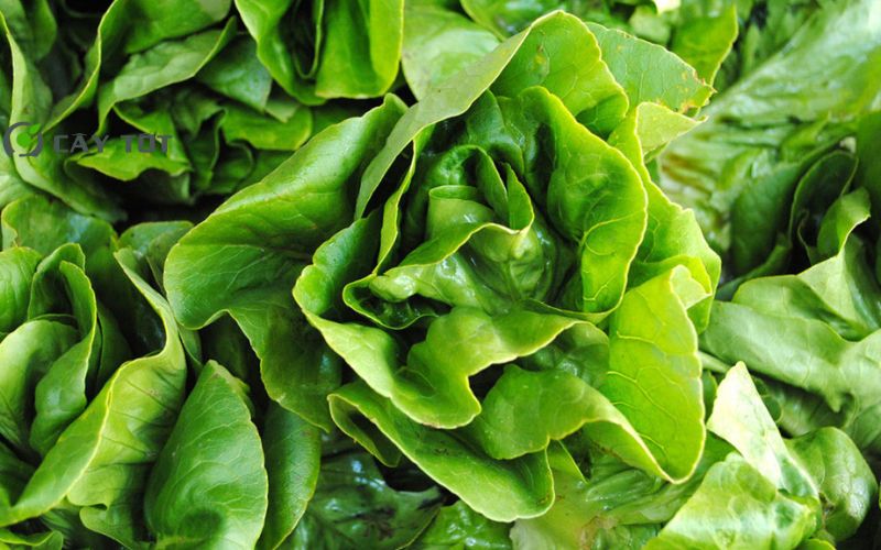 Hạt Giống Xà Lách Cuộn