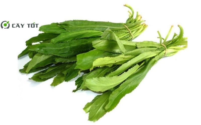 Hạt Giống Mùi Tàu Cao Sản