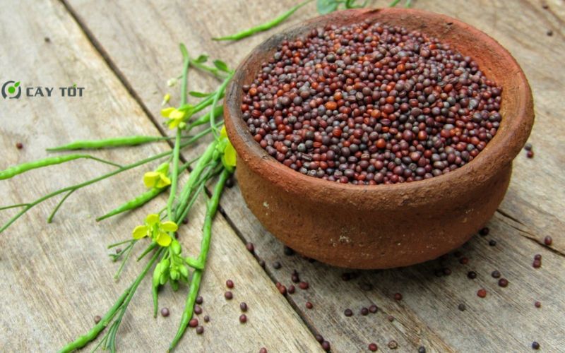 Hạt Giống Cải Bẹ Xanh Hàn Quốc