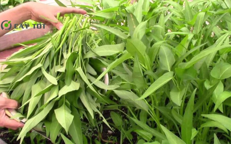 Hạt Giống Rau Muống Mỡ