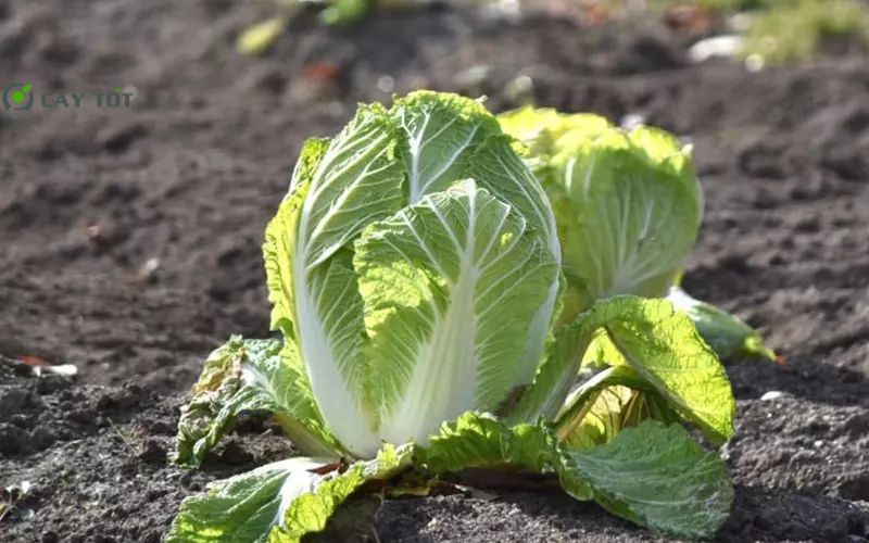 Hạt Giống Cải Thảo Nhật