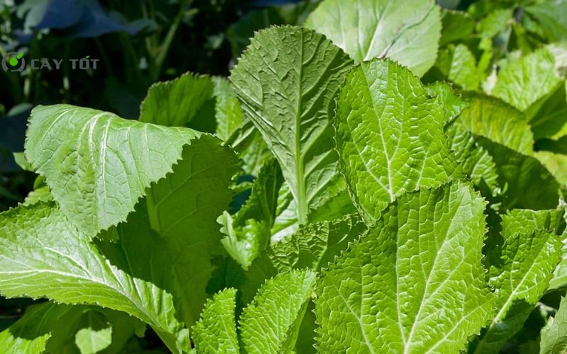 Hạt Giống Cải Bẹ Xanh Đài Loan