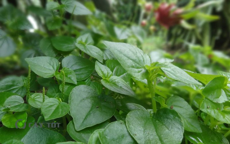 Hạt Giống Rau Càng Cua Tím