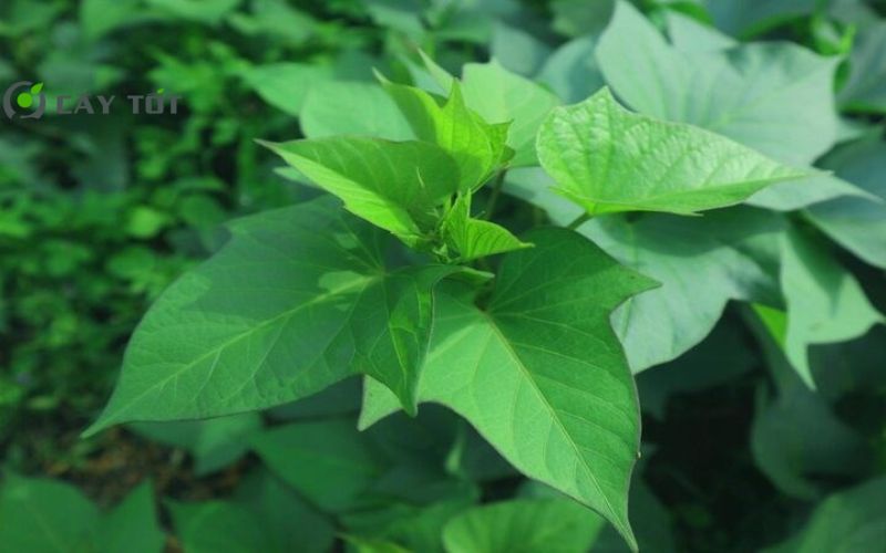 Hạt Giống Rau Lang