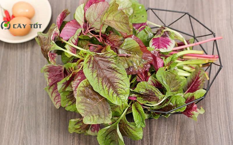 Hạt Giống Rau Dền Tím