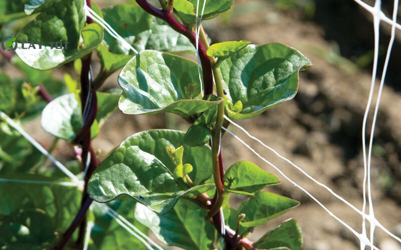 Hạt Giống Mồng Tơi Thân Đỏ