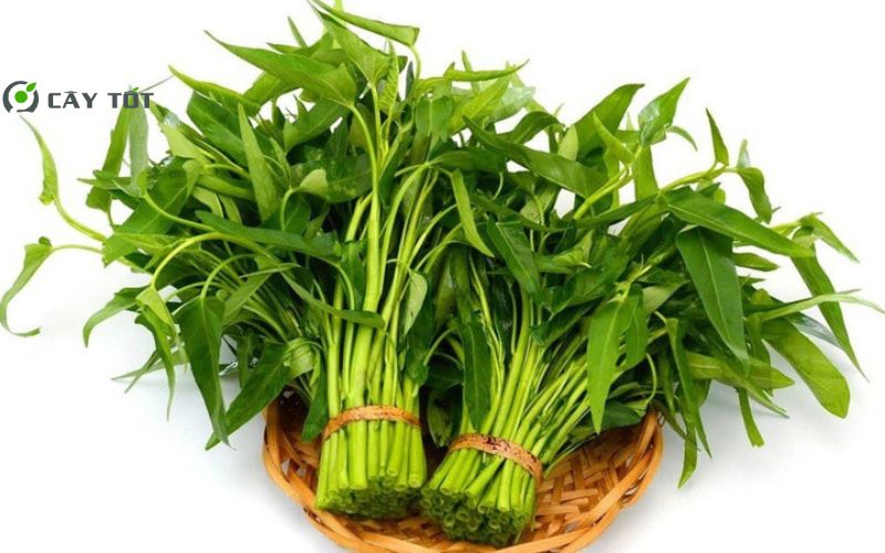 Hạt Giống Rau Muống Thân To