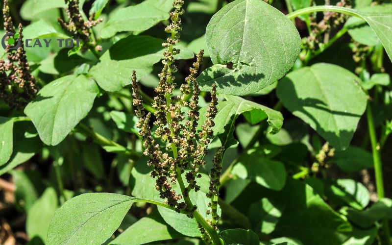 Hạt Giống Rau Dền Xanh Cao Sản