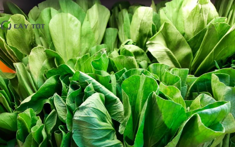 Hạt Giống Cải Bẹ Xanh Baby