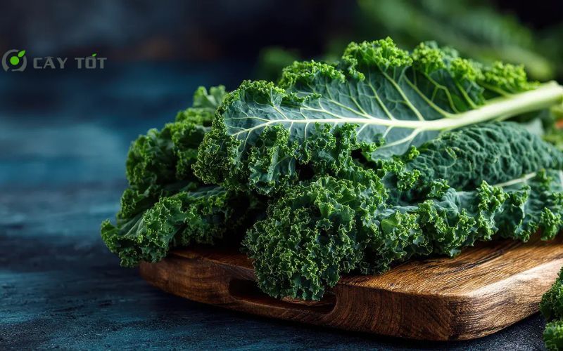 Hạt Giống Cải Xoăn Hàn Quốc