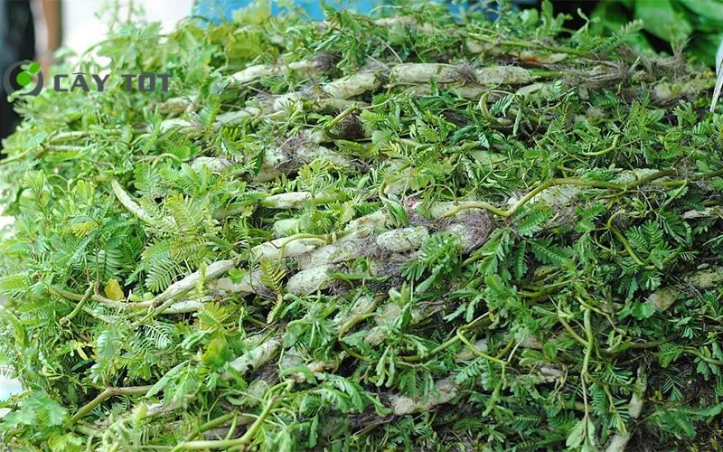 Hạt Giống Rau Nhút