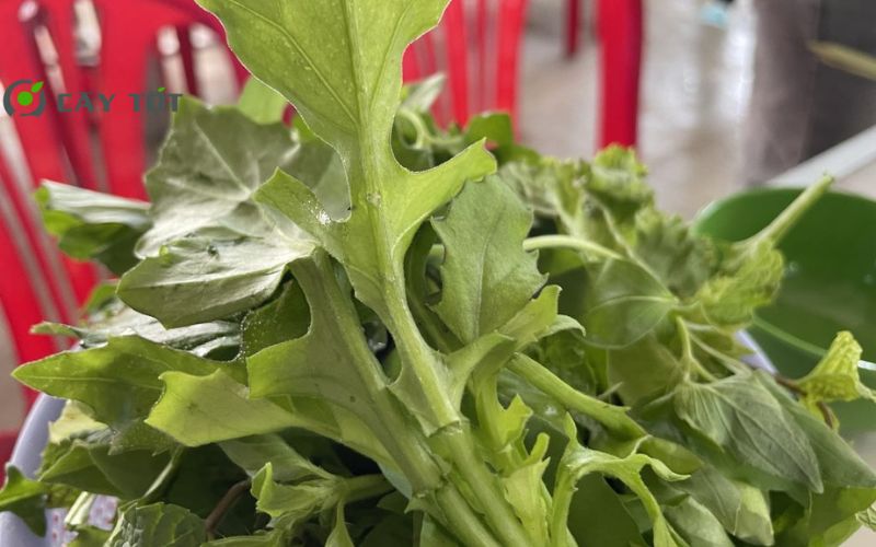 Hạt Giống Rau Lủi