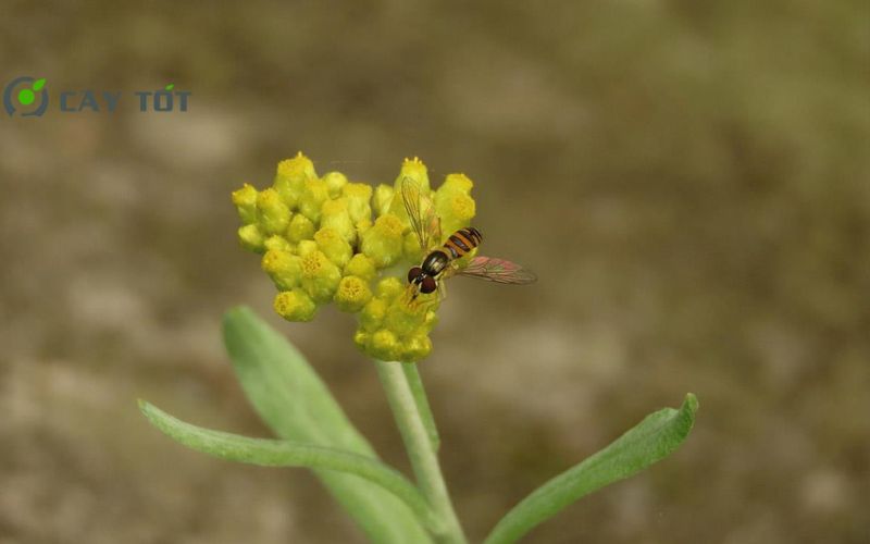 Hạt Giống Rau Khúc