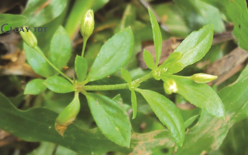 Hạt Giống Rau Đắng