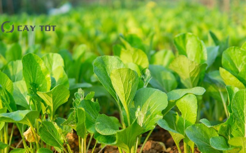Hạt Giống Cải Bẹ Dún Cao Sản