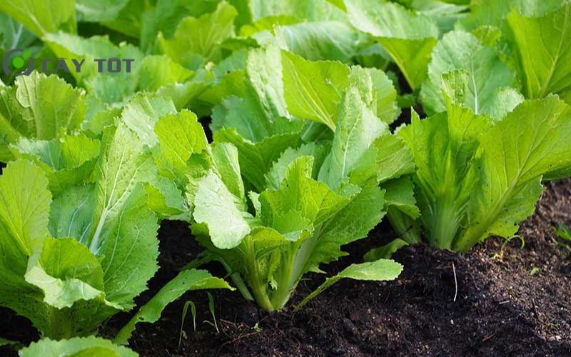 Hạt Giống Cải Bẹ Xanh Chịu Nhiệt