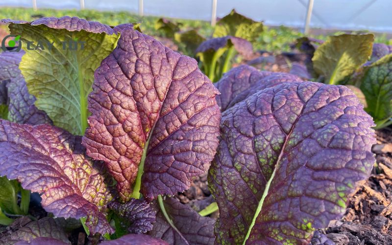Hạt Giống Cải Bẹ Dưa Tím