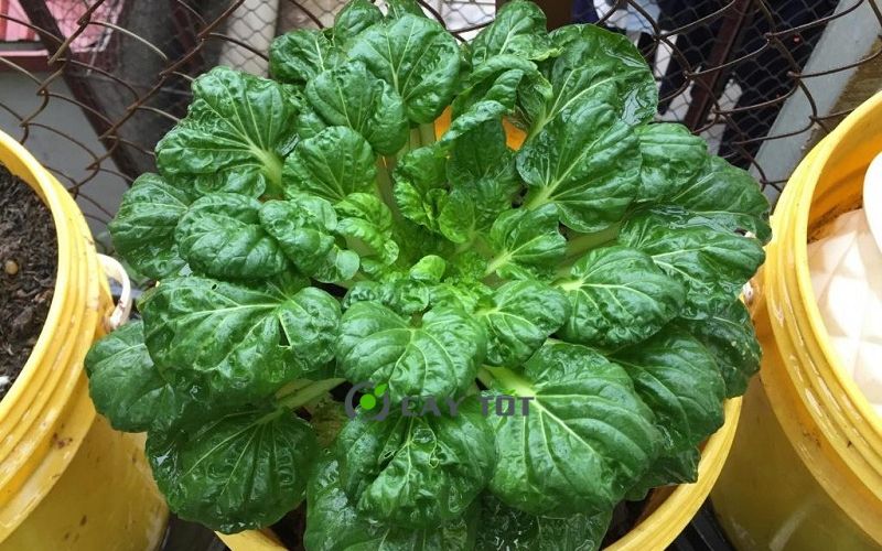 Hạt Giống Cải Bẹ Hoa Hồng