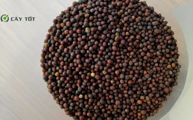 Hạt Giống Cải Bẹ Mỡ