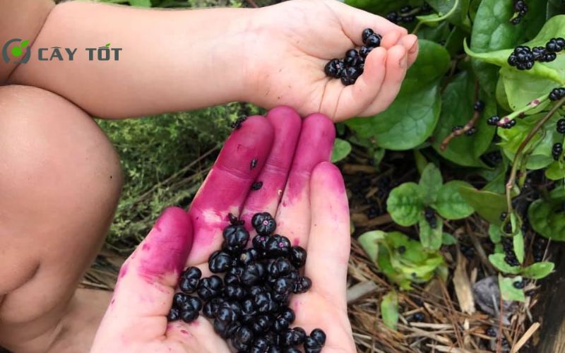 Hạt Giống Rau Mồng Tơi Tím