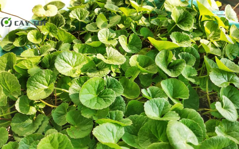 Hạt Giống Rau Má Baby