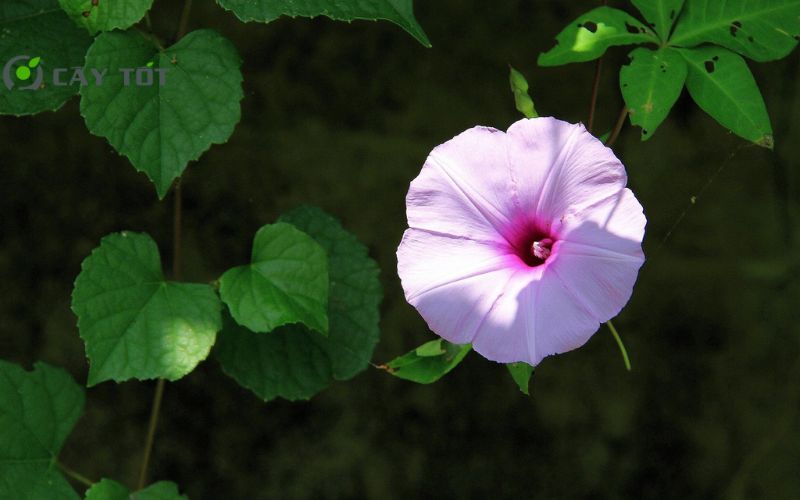 Hạt Giống Rau Muống Tím