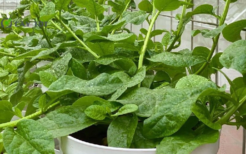 Hạt Giống Rau Mồng Tơi Nhật